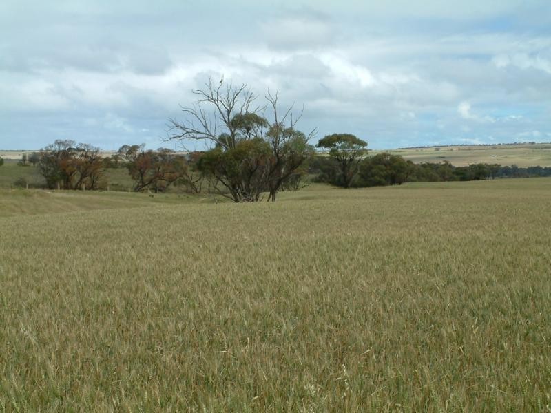 Section 345/ Pfieffer Road, Mannum SA 5238