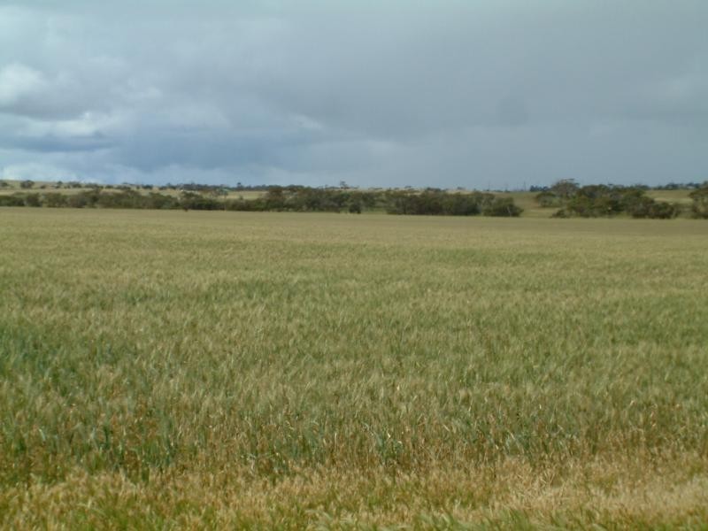 Section 345/ Pfieffer Road, Mannum SA 5238
