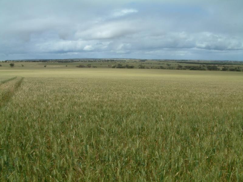 Section 345/ Pfieffer Road, Mannum SA 5238