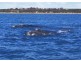 Lot 174/ Main Coast Road, Pine Point SA 5571