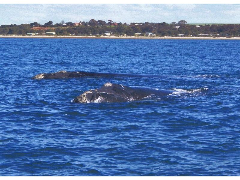 Lot 174/ Main Coast Road, Pine Point SA 5571