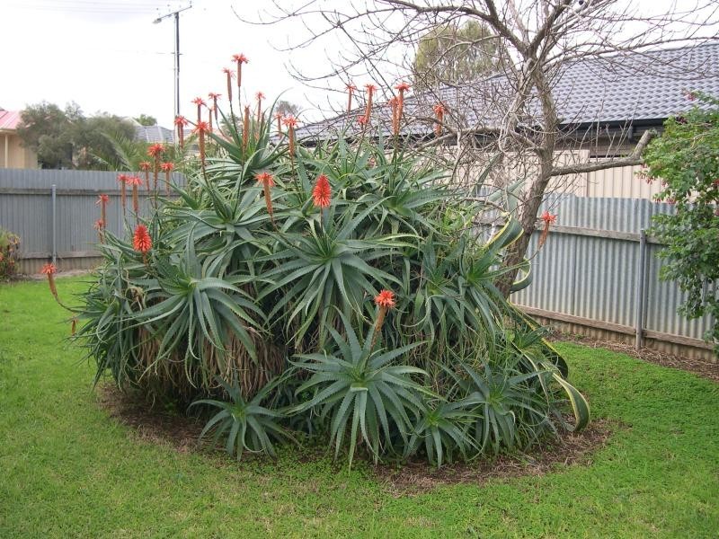 35 Reece Avenue, Klemzig SA 5087