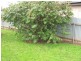 35 Reece Avenue, Klemzig SA 5087