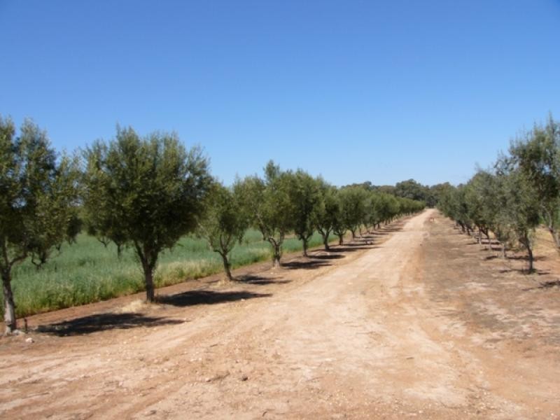 Lot 9/ Black Hill Road, Cambrai SA 5353