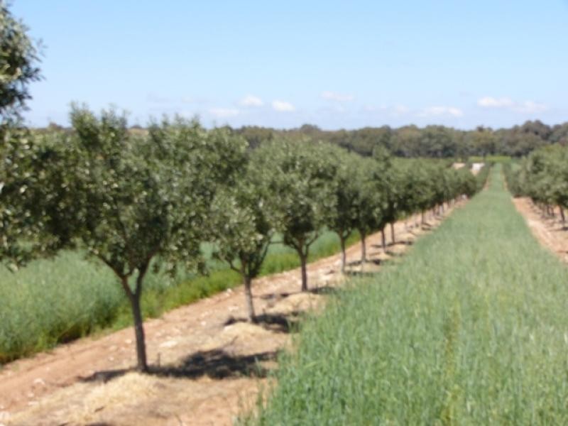 Lot 9/ Black Hill Road, Cambrai SA 5353