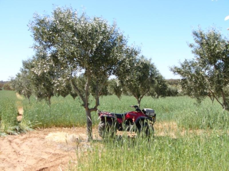 Lot 9/ Black Hill Road, Cambrai SA 5353