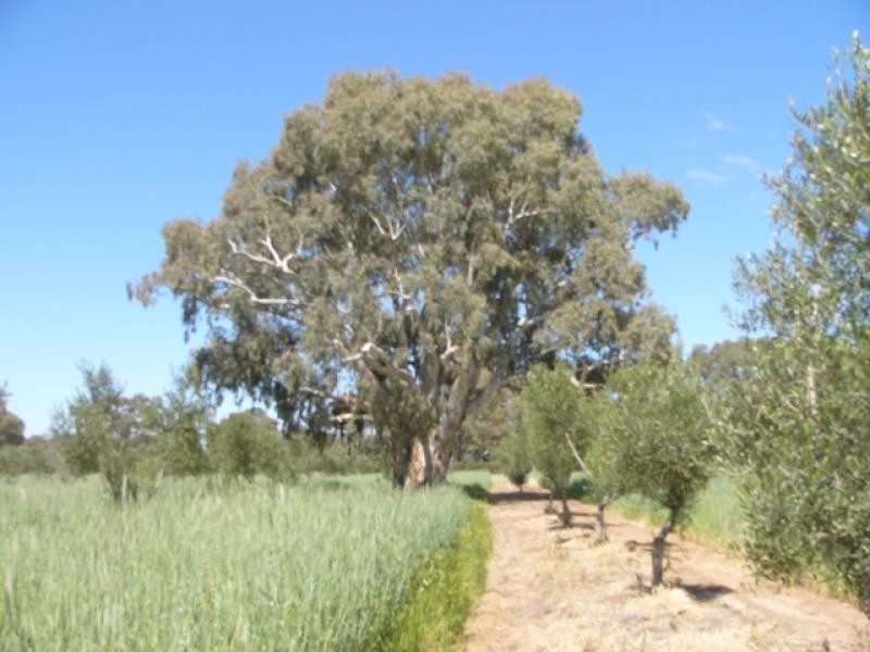 Lot 9/ Black Hill Road, Cambrai SA 5353