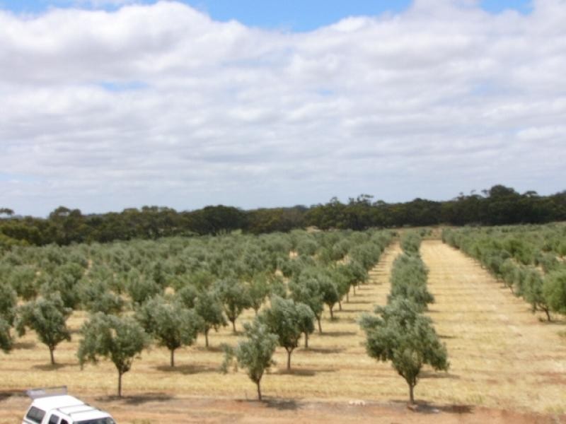 Lot 9/ Black Hill Road, Cambrai SA 5353