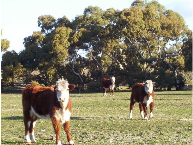 Parrakie SA 5301