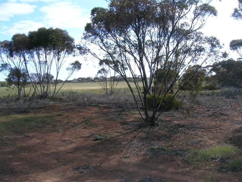 Mindarie SA 5309