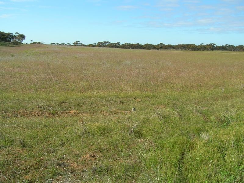 Mindarie SA 5309