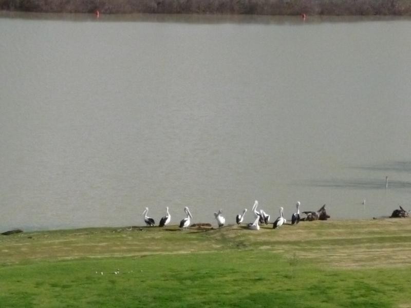 Lot 15/ & 16 Almond Grove Estate, Tailem Bend SA 5260