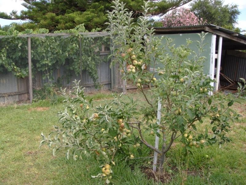 Lot 100/ & 101 Corner Foremen and Park Tce, Pinnaroo SA 5304