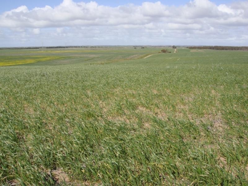 Cooke Plains SA 5261