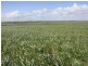 Cooke Plains SA 5261