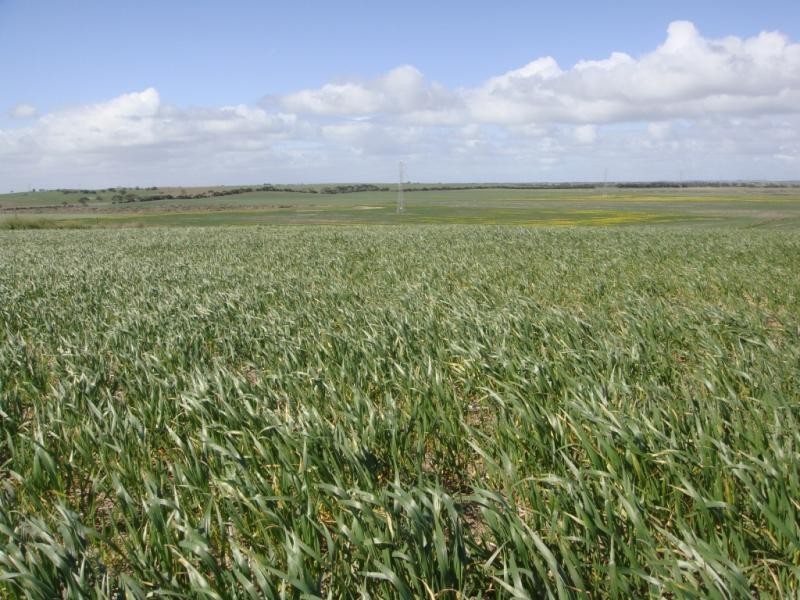 Cooke Plains SA 5261