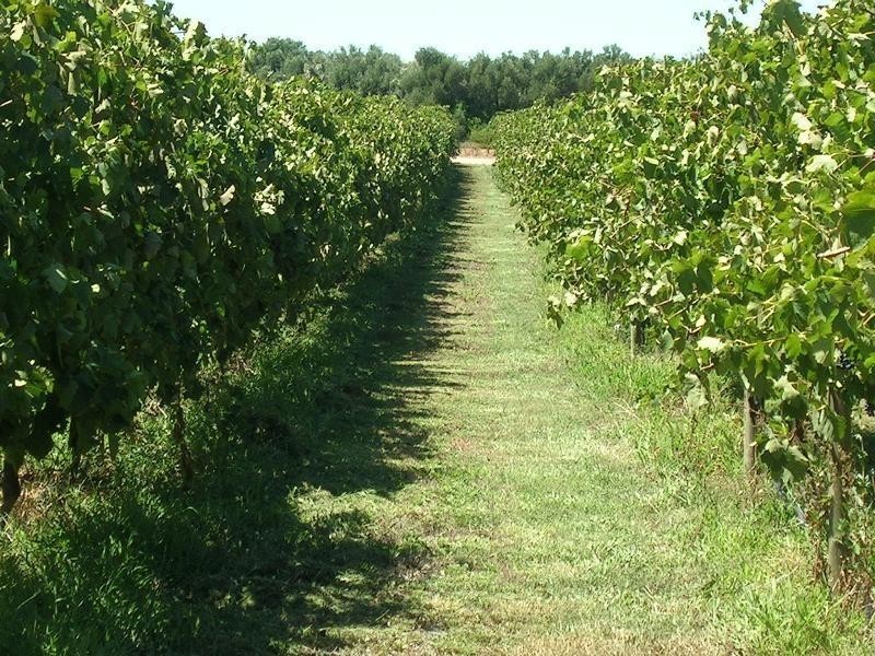 Murray Bridge SA 5254