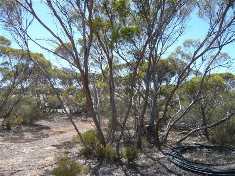 Lot 19/ Ferrie McDonald Road, Monarto South SA 5254