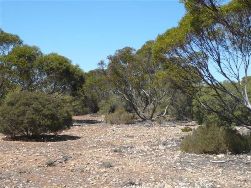 Lot 19/ Ferrie McDonald Road, Monarto South SA 5254