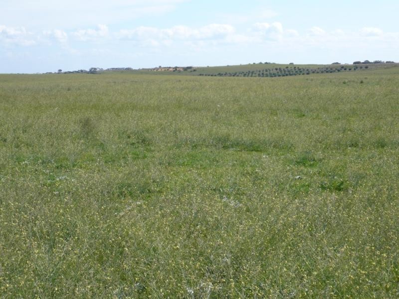 Tailem Bend SA 5260