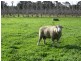 Muir Hwy, 67 .40ha, Mount Barker WA 6324