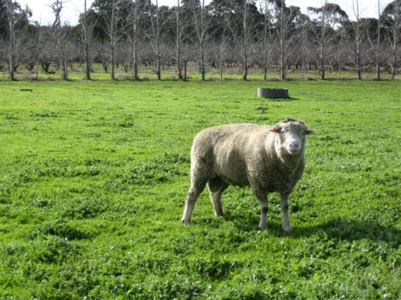 Muir Hwy, 67 .40ha, Mount Barker WA 6324