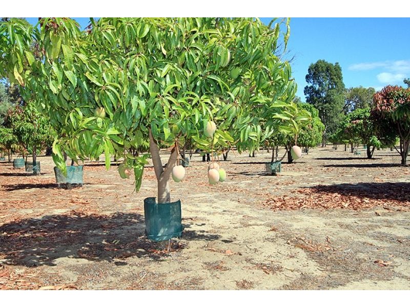 131 Clifton Downs Road, Lake Clifton WA 6215