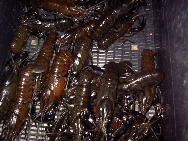 899 Elliott Road, Keysbrook WA 6126