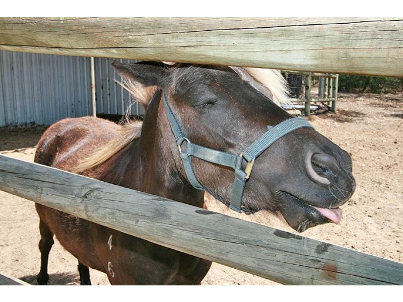 4 Tallangatta Place, Bouvard WA 6211