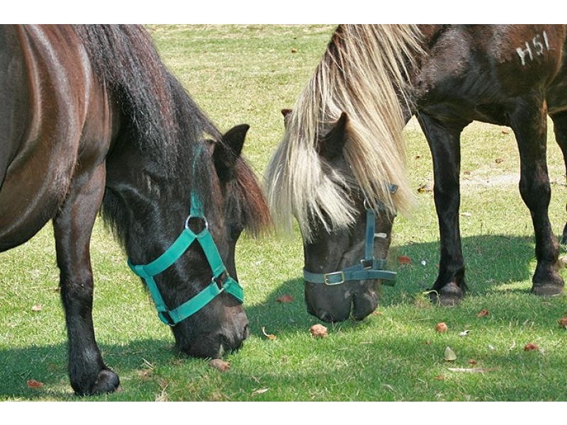 4 Tallangatta Place, Bouvard WA 6211