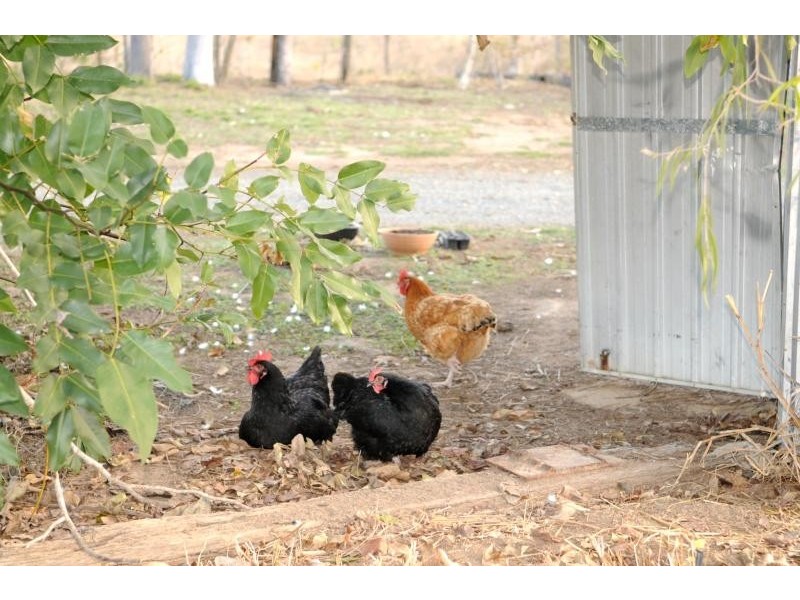 AMBROSE – 60 Dundee Road, Gladstone QLD 4680