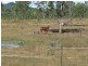 590 Calliope River Road,, West Stowe QLD 4680
