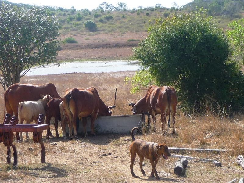 428 East End Road, Bracewell, Mount Larcom QLD 4695