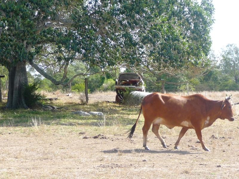 428 East End Road, Bracewell, Mount Larcom QLD 4695