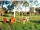 400 Gladstone Monto Road, Calliope QLD 4680