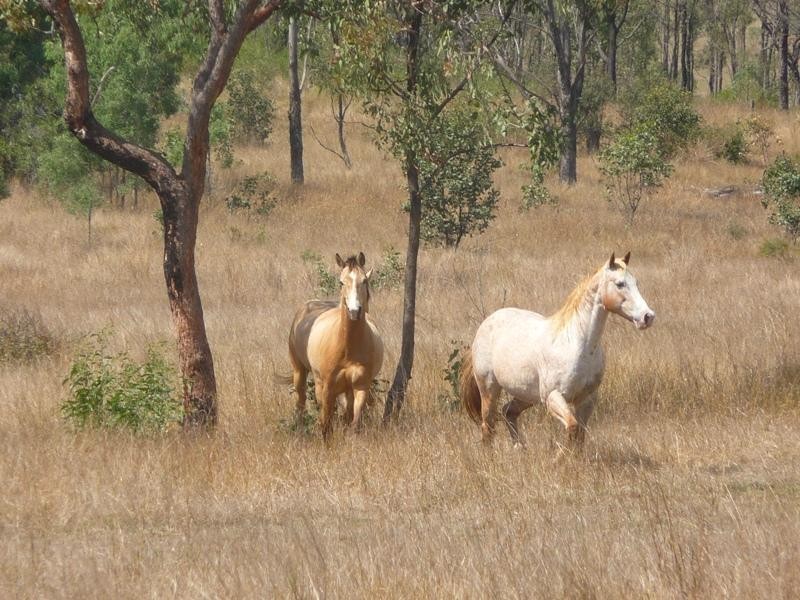 25 GOSTEVSKY ROAD, Mount Larcom QLD 4695