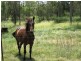 Placid Hills QLD 4343
