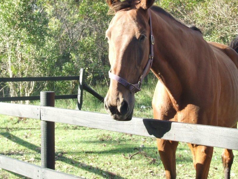 1537 Booral Road, Sunshine Acres QLD 4655