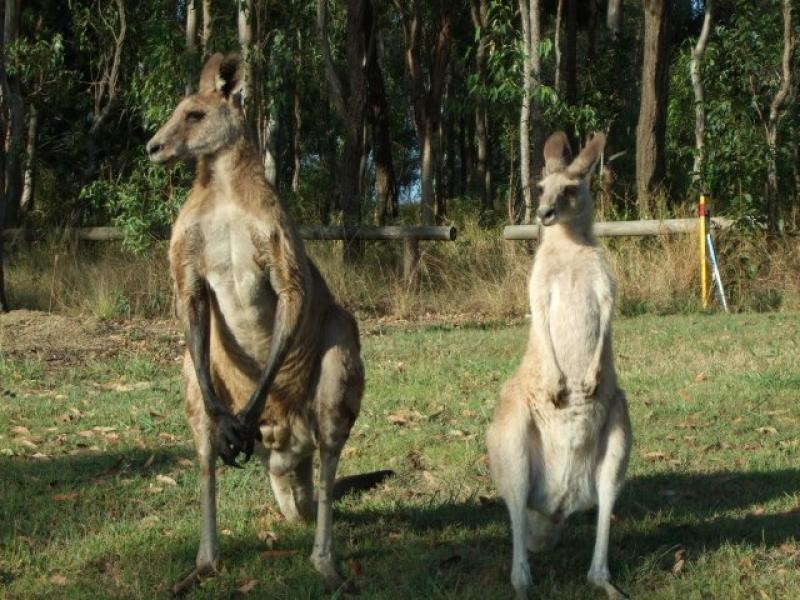 102 Rowley Road, Booral QLD 4655