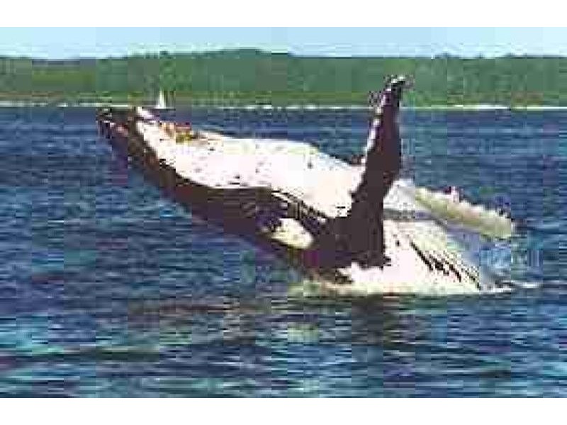 511 B & C Charlton Esplanade, Urangan QLD 4655