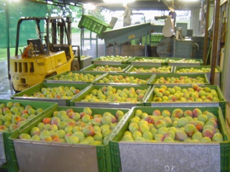 Lot 1 Sugarloaf Drive, Balnagowan, Mackay QLD 4740