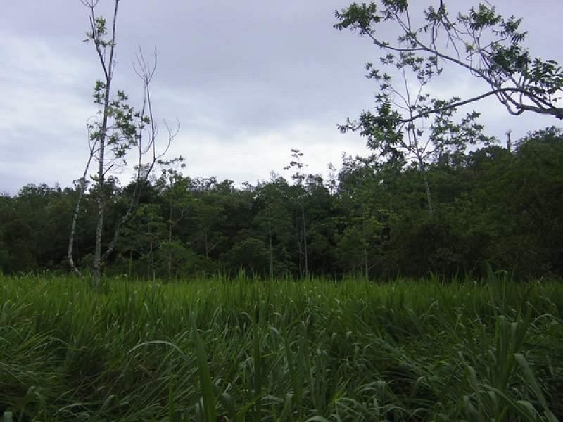 LOT 1 CAMILLERIS ROAD, Mount Charlton QLD 4741