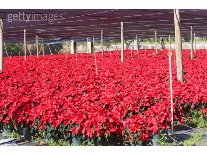 Eerwah Vale QLD 4562