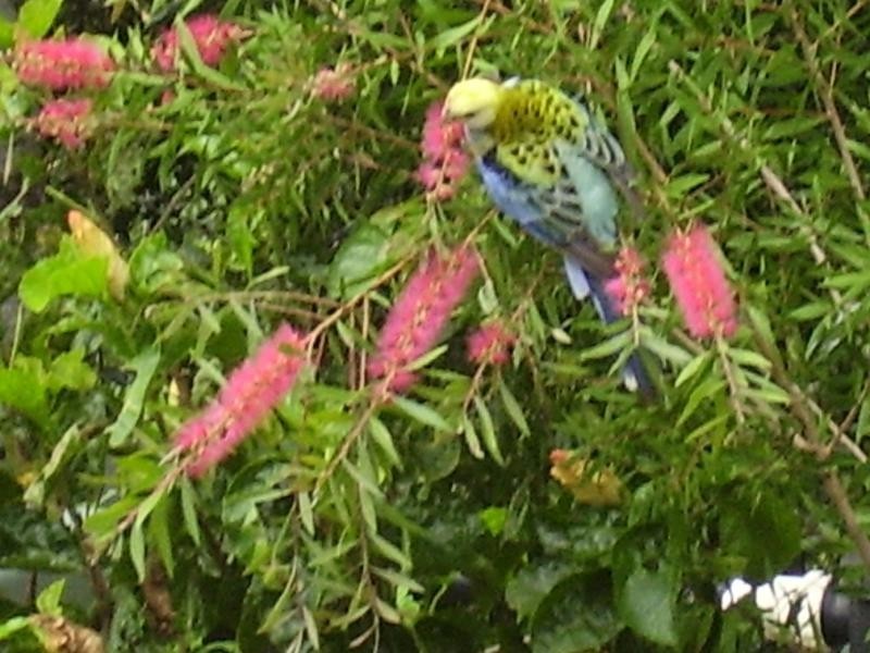 20 Leigha Place, Kureelpa QLD 4560