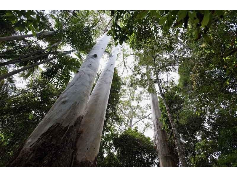 52 Atkinsons Road, Woombye QLD 4559