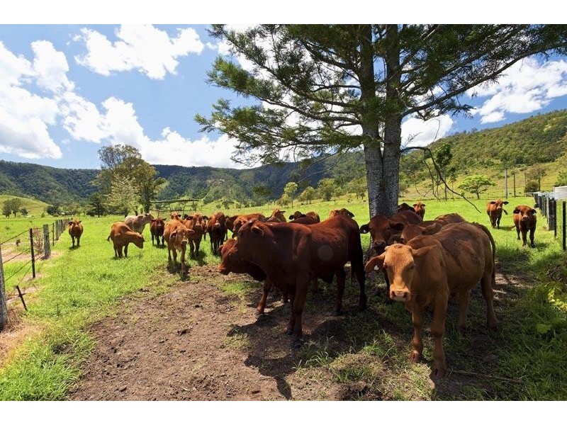 215 Eastern Mary River Road, Conondale QLD 4552