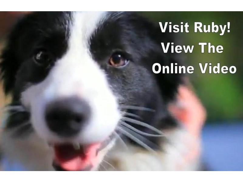 98 Dixon Avenue, Maleny QLD 4552