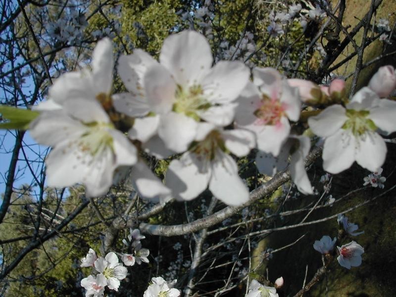 41 ALICE DIXON DRIVE, Flaxton QLD 4560