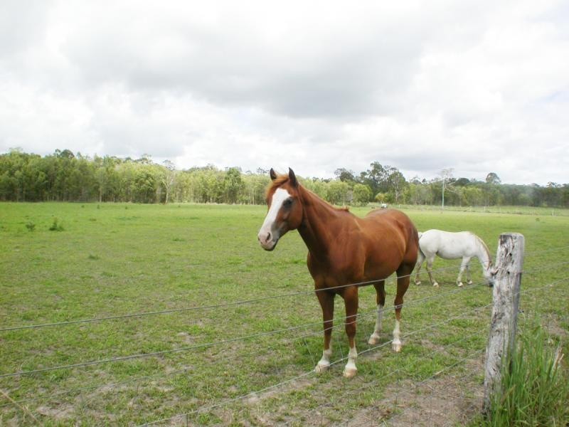 39 Eucalypt Way, Cootharaba QLD 4565