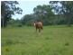 6 Illoura Place, Cooroibah QLD 4565